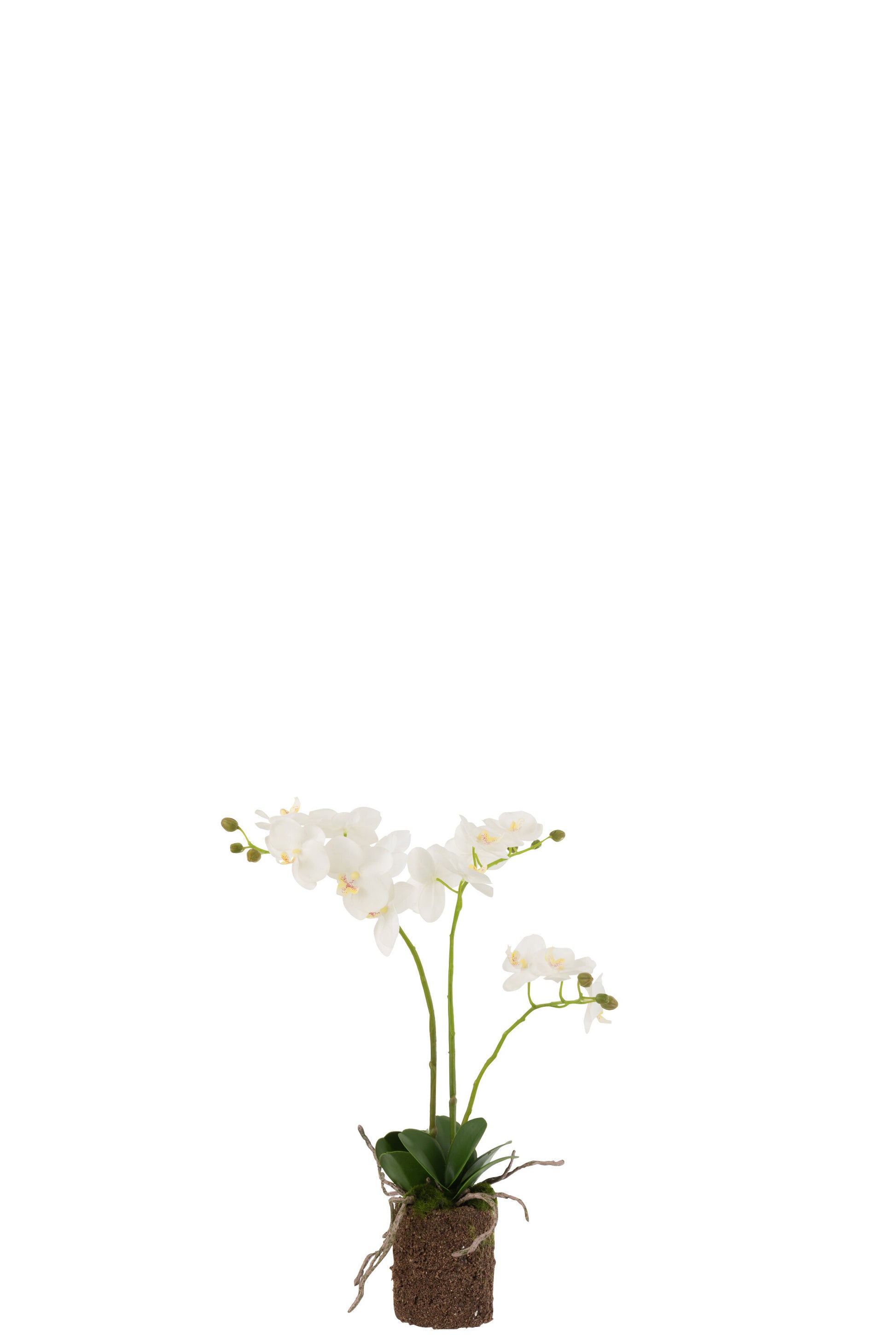 ORCHID IN SOIL PLASTIC WHITE/GREEN MEDIUM