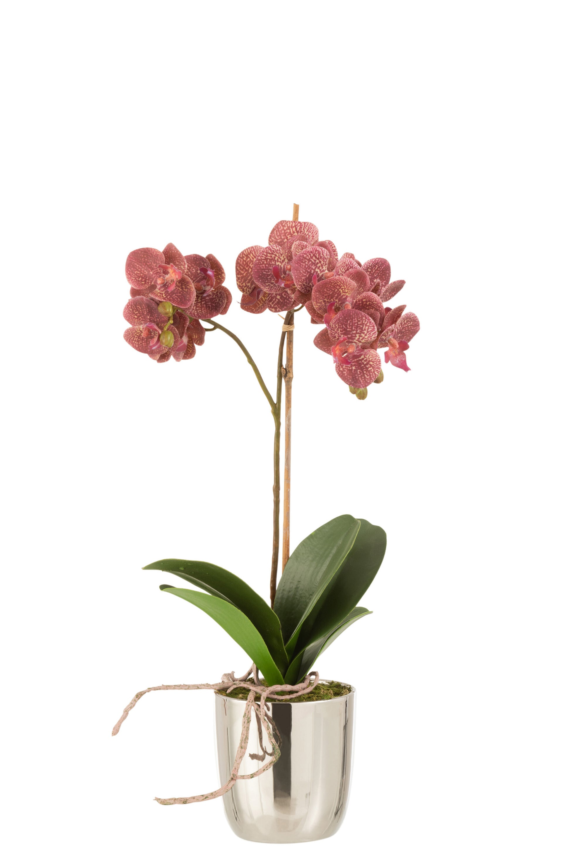 ORCHID IN POT PLASTIC/CEMENT DARK PINK/SILVER