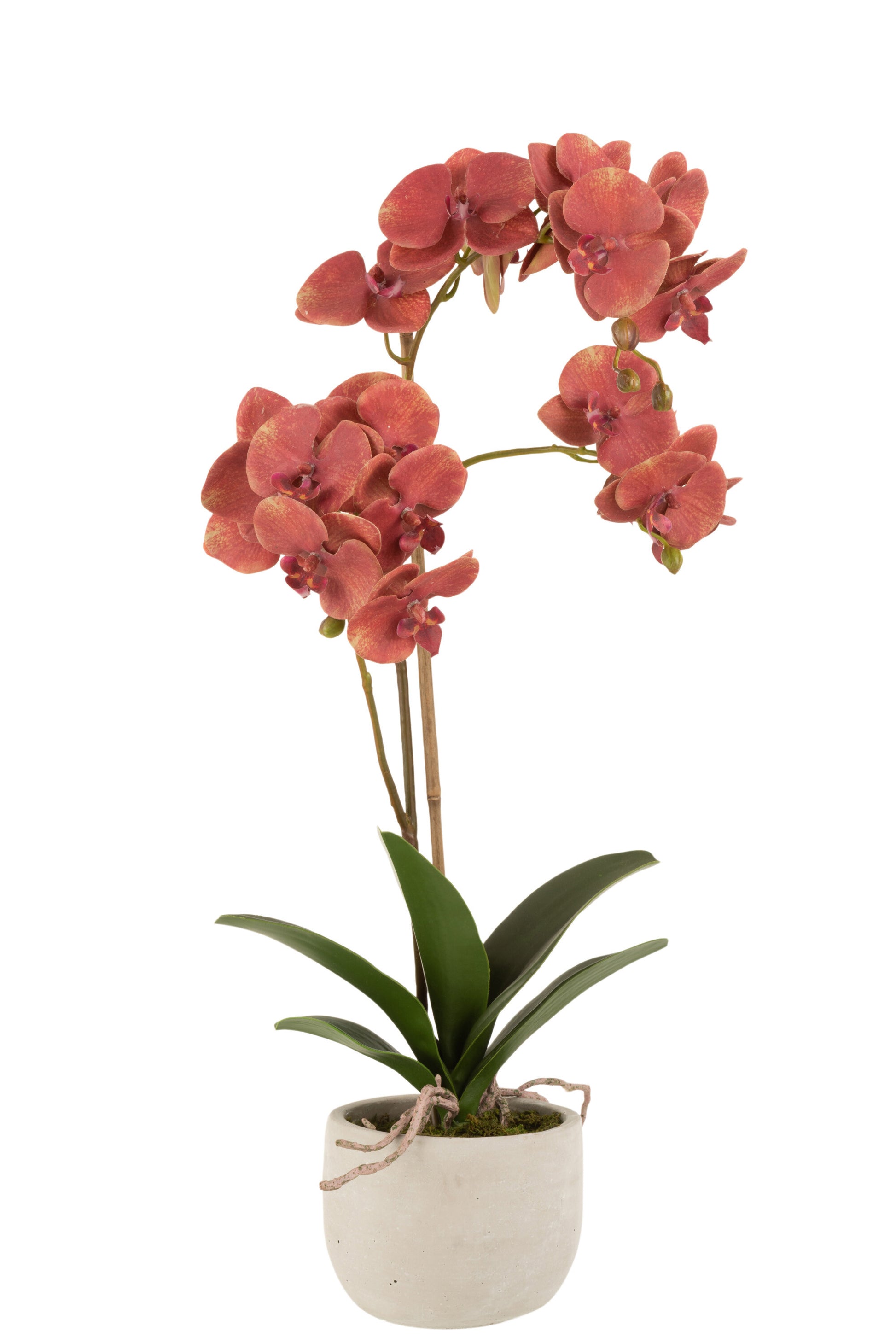 ORCHID IN POT PLASTIC/CEMENT DEEP RED/BEIGE