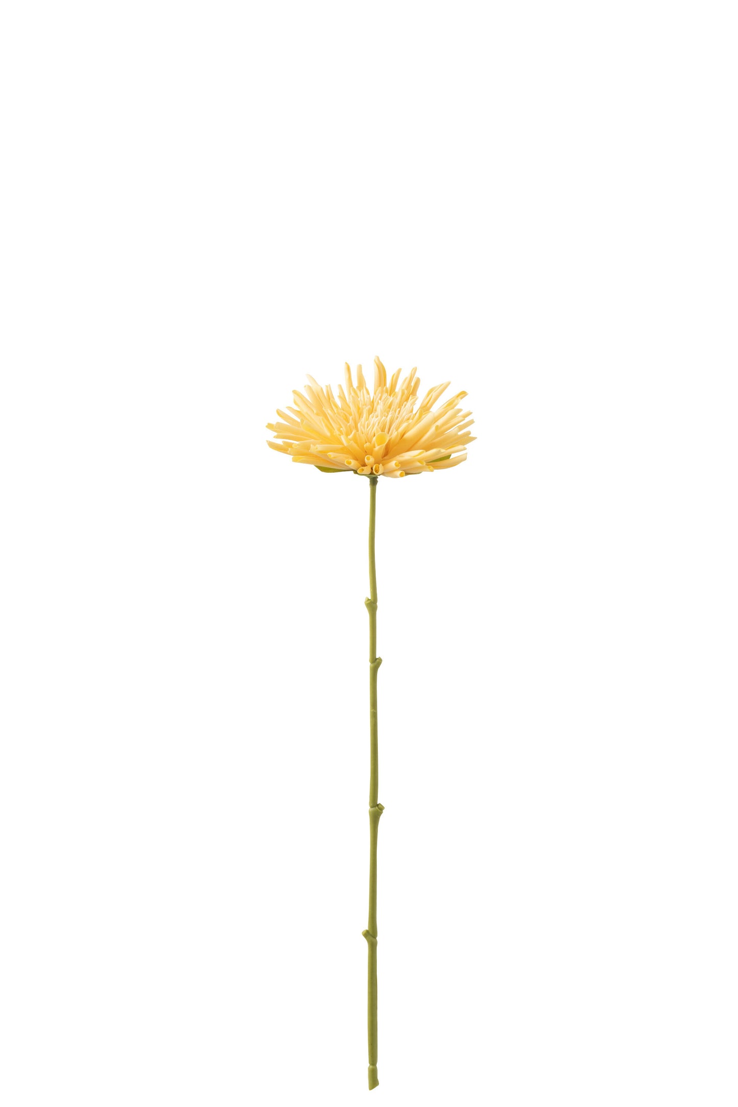 Chrysanthemum