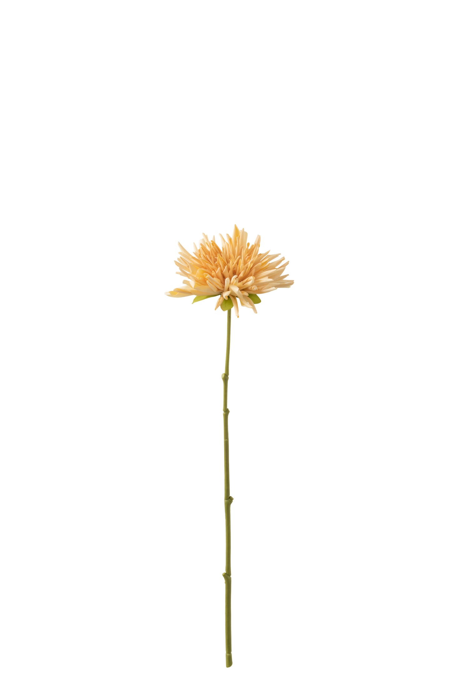 Chrysanthemum