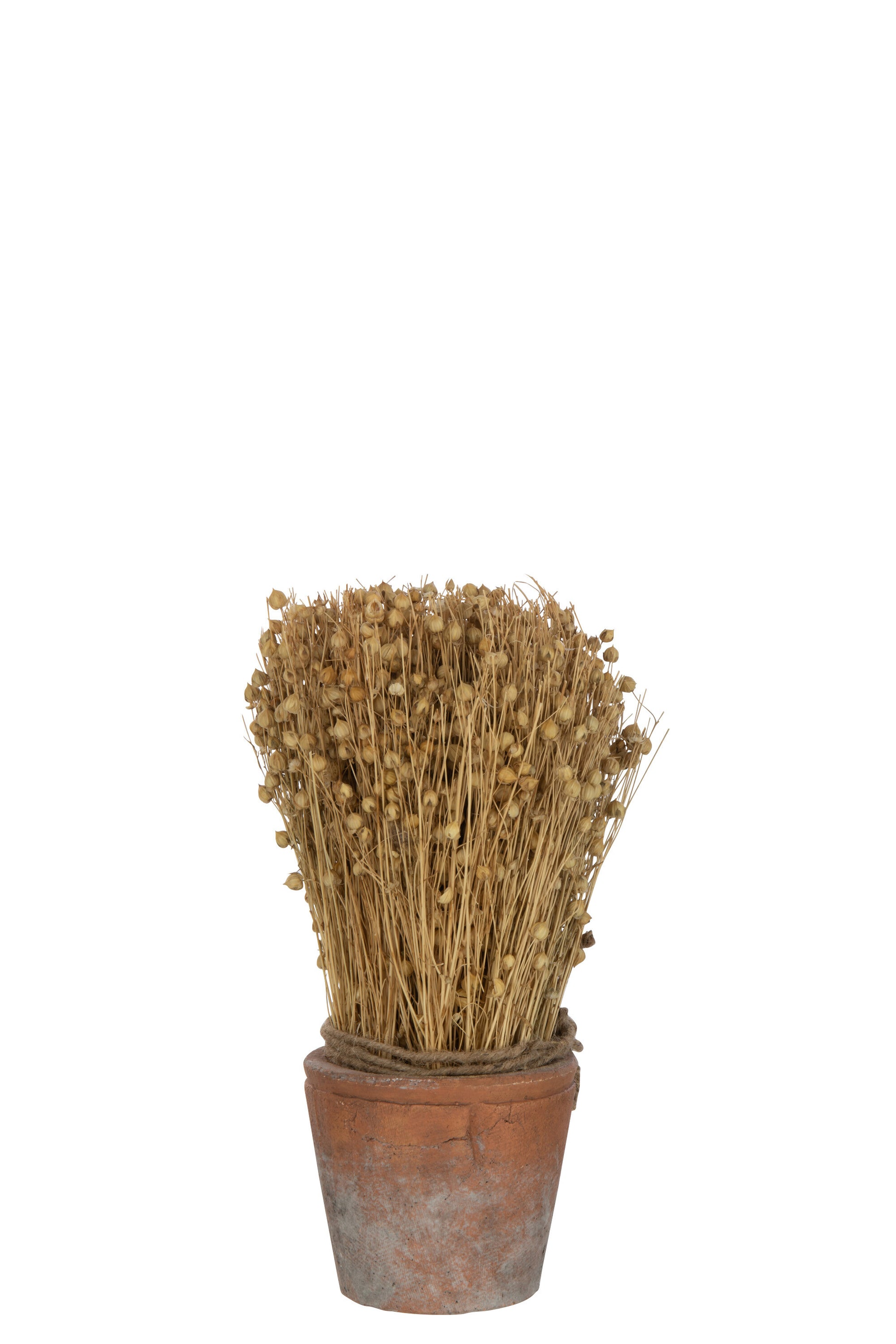 DRIED FLAX IN TERRACOTTA POT LIGHT NATURAL