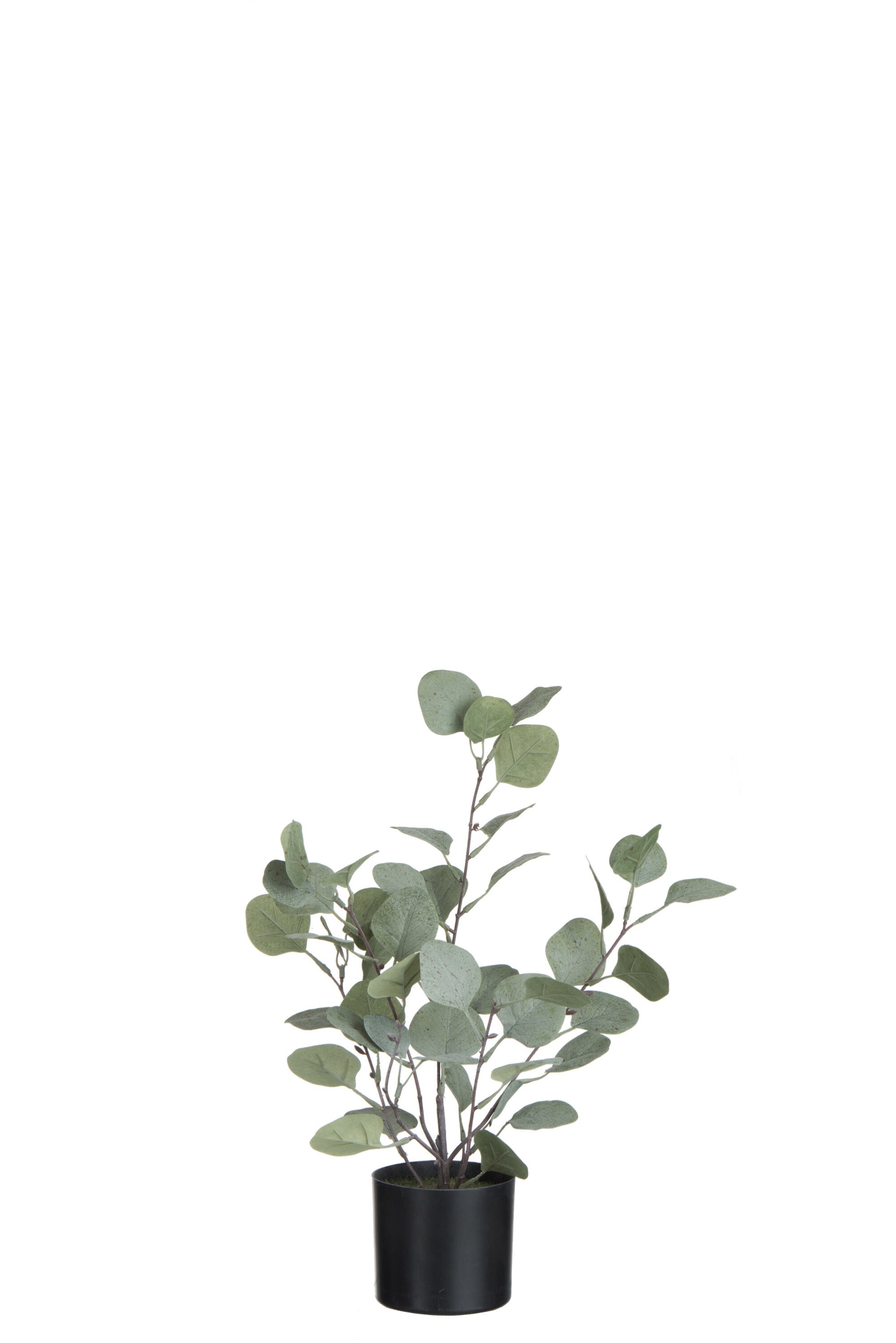 EUCALYPTUS IN POT PLASTIC GREEN SMALL