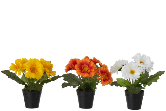 GERBERA+POT PLASTIC WHITE/ORANGE/YELLOW ASSORTMENT OF 3