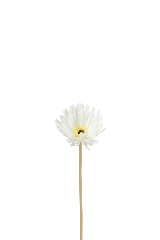 GERBERA VIRGIN PLASTIC WHITE