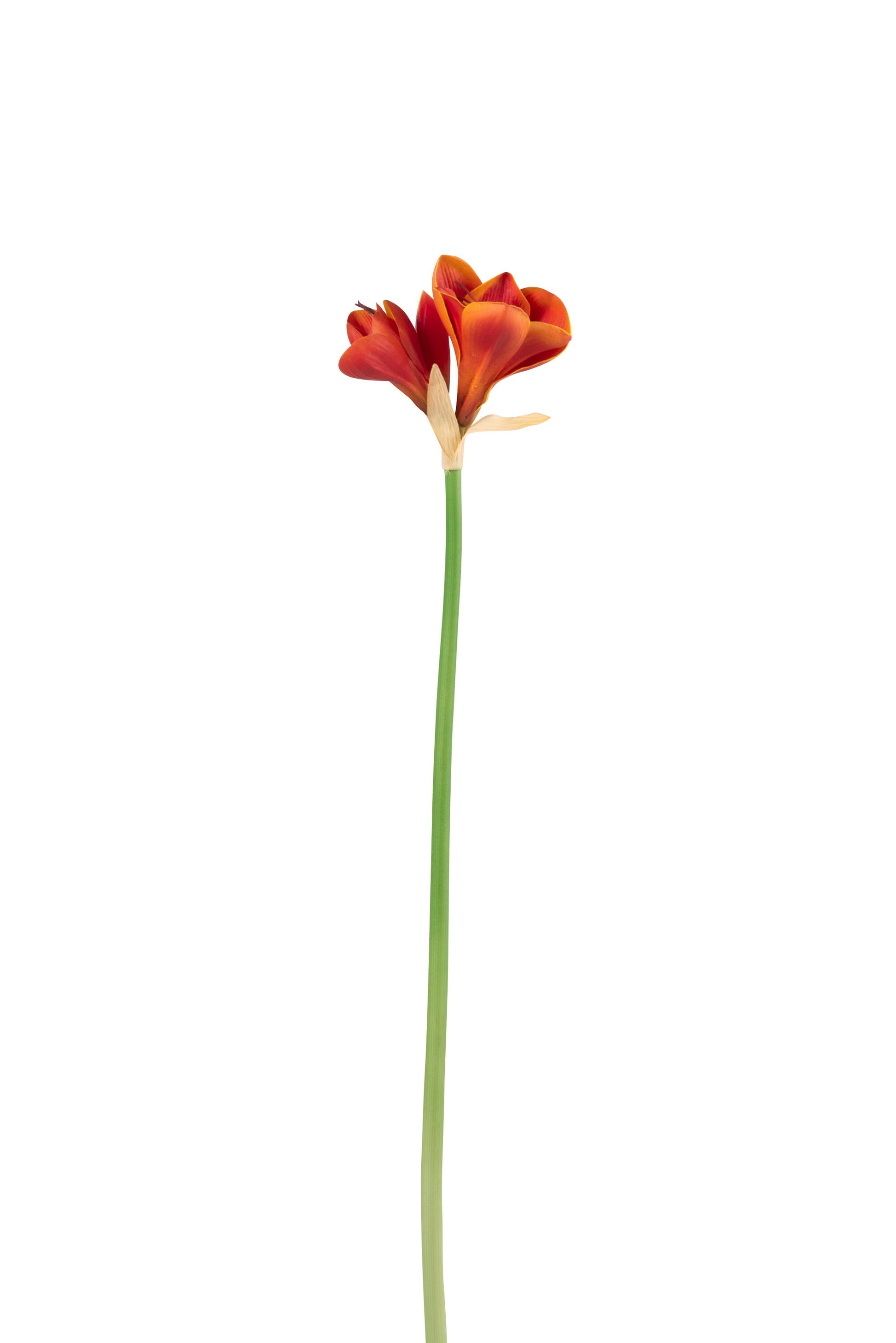 AMARYLLIS 3 FLOWER PLASTIC DARK ORANGE